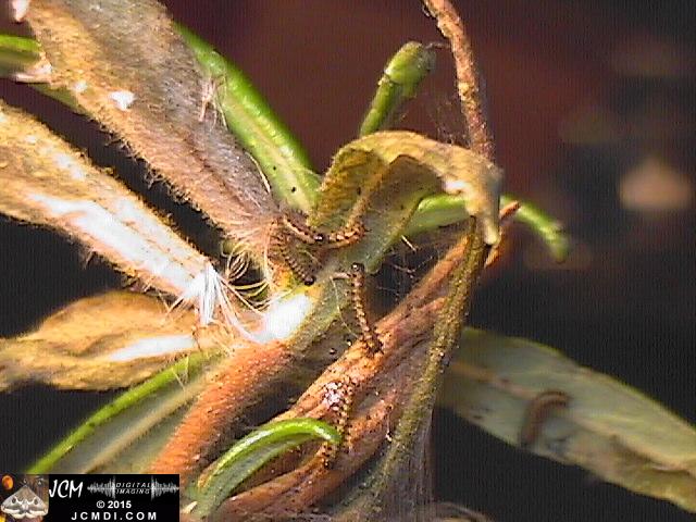 Chalcedon Checkerspot (Euphydryas chalcedona) tiny 1st instar larvae